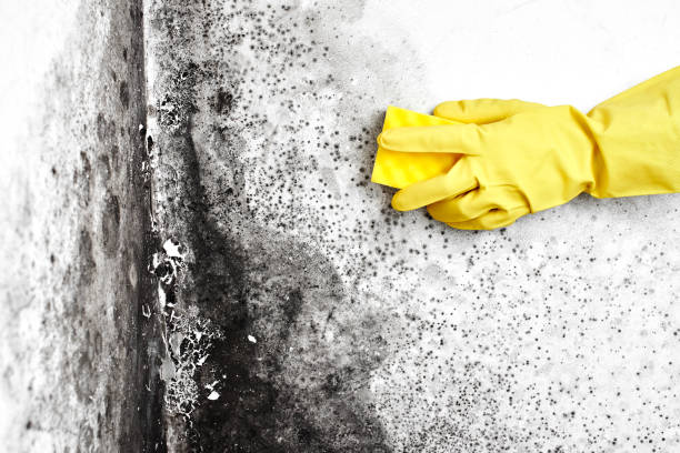 Best Post-Flood Mold Remediation in Robbinsdale, MN