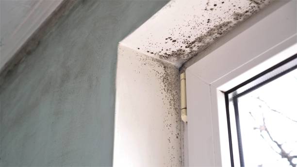 Best Mold Testing and Inspection Services in Robbinsdale, MN