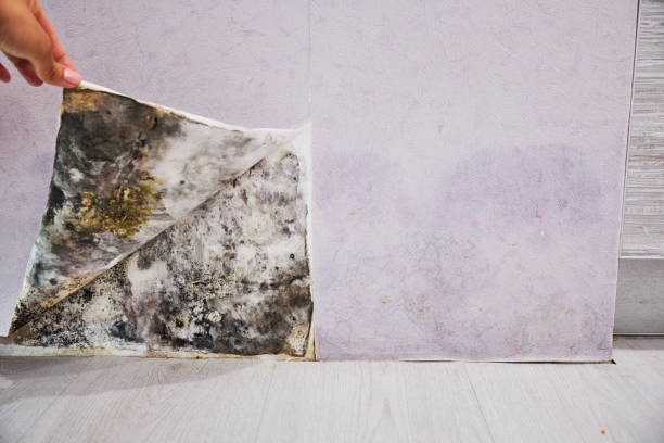 Reliable Robbinsdale, MN Mold Remediation Solutions